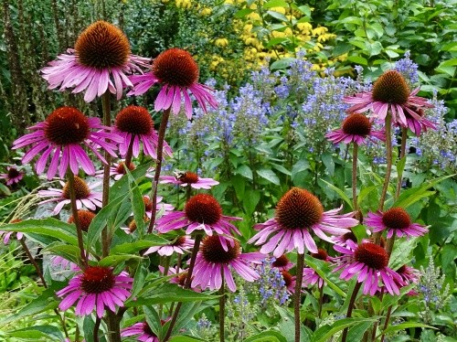 Buntes bienenfreundliches Staudenbeet
