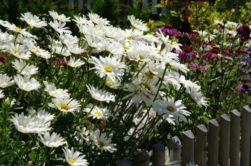 Weiße und lila Margeriten